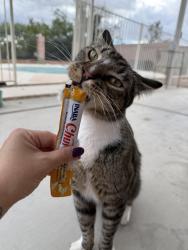 Found/Stray Male Cat last seen S Camino Seco and Golf Links Rd, Tucson, AZ 85730