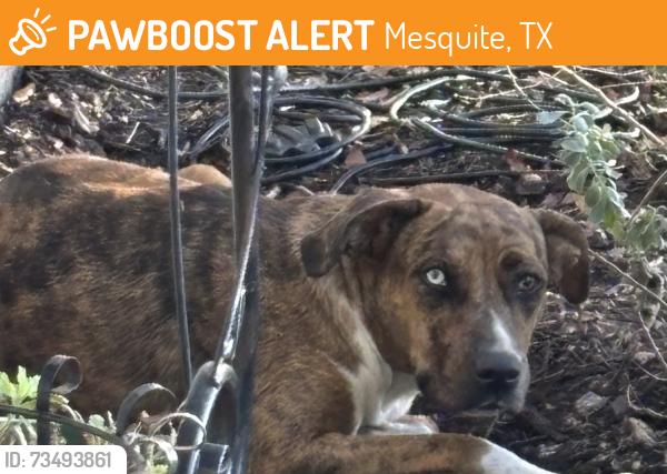 Found/Stray Unknown Dog last seen Town East Park, Mesquite, TX 75150