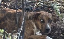 Found/Stray Unknown Dog last seen Town East Park, Mesquite, TX 75150