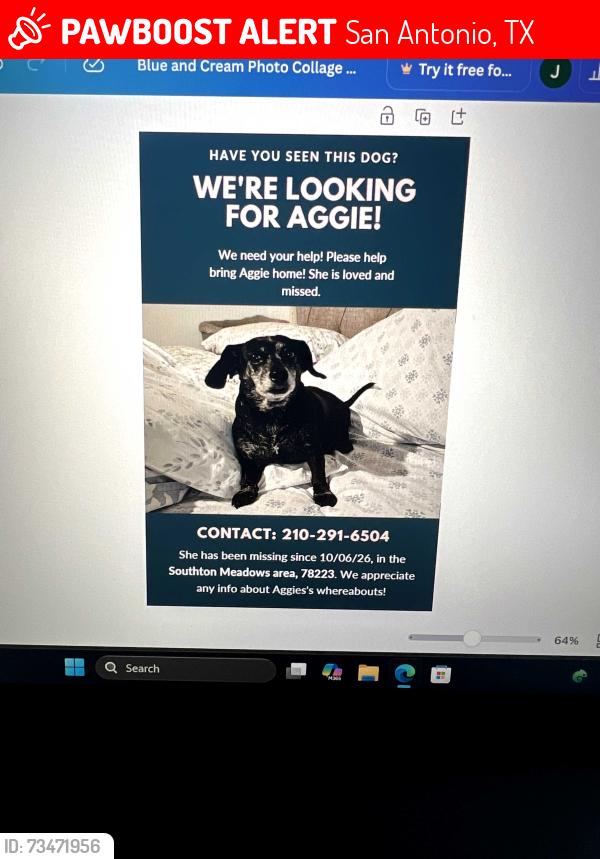 Lost Female Dog last seen southton Basin/ cross current. Southton meadows area, San Antonio, TX 78223