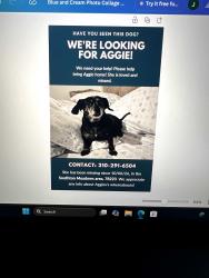 Lost Female Dog last seen southton Basin/ cross current. Southton meadows area, San Antonio, TX 78223