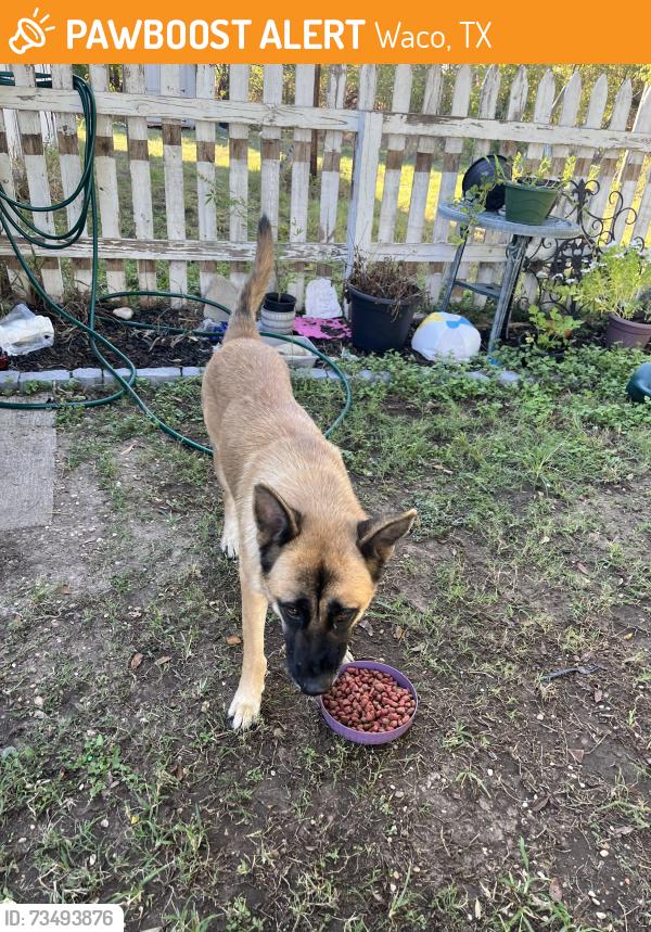 Found/Stray Female Dog last seen Near N. 19th street, Waco, TX 76708
