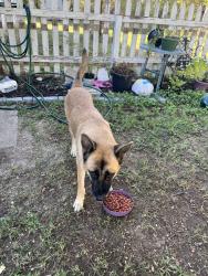 Found/Stray Female Dog last seen Near N. 19th street, Waco, TX 76708