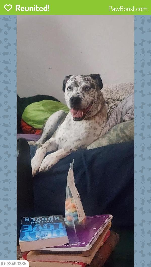 Reunited Male Dog last seen Edmond Rd and Santa Fe, Edmond, OK 73003