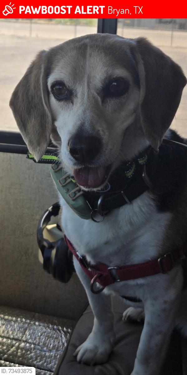 Lost Female Dog last seen Leonard Road near Great Escapes RV Park, Bryan, TX 77807