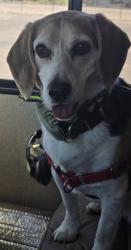 Lost Female Dog last seen Leonard Road near Great Escapes RV Park, Bryan, TX 77807