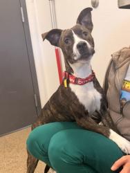 Shelter Stray Female Dog last seen Near Lawnview, 3rd District, OH, 9203 Detroit Ave, Cleveland, OH 44102, USA