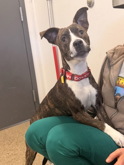 Shelter Stray Female Dog last seen Near Lawnview, 3rd District, OH, 9203 Detroit Ave, Cleveland, OH 44102, USA