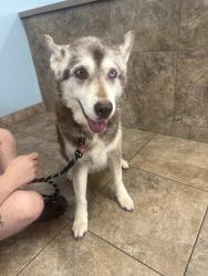 Found/Stray Female Dog last seen 51st Ave and greenway, Phoenix, AZ 85306