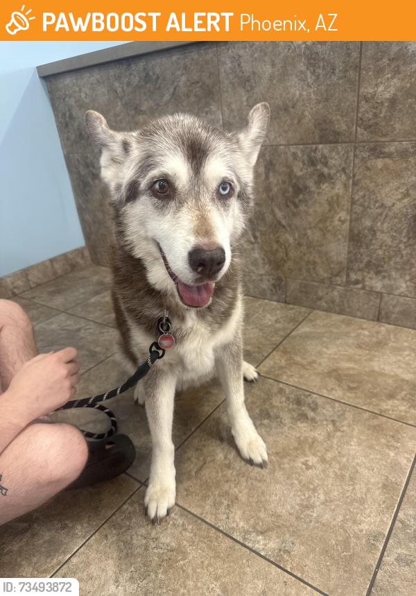 Found/Stray Female Dog last seen 51st Ave and greenway, Phoenix, AZ 85306