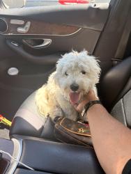 Reunited Male Dog last seen Bird ave San Jose 95125, San Jose, CA 95125
