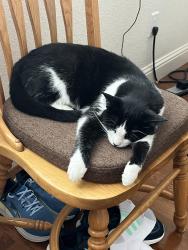 Lost Female Cat last seen Pumpkin Ridge, Eagle Point, OR 97524