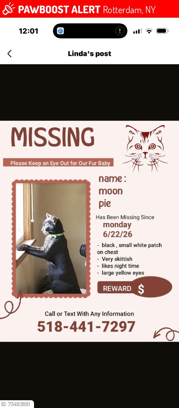 Lost Male Cat last seen Curry road, Rotterdam, NY 12306