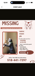 Lost Male Cat last seen Curry road, Rotterdam, NY 12306
