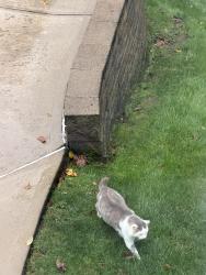 Found/Stray Unknown Cat last seen Circle Dr., Peters Township, PA 15317