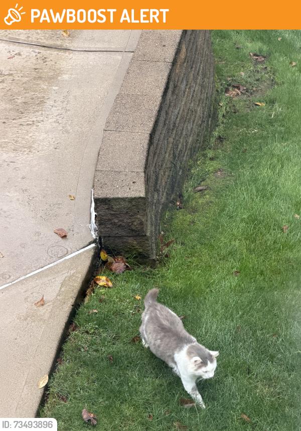 Found/Stray Unknown Cat last seen Circle Dr., Peters Township, PA 15317