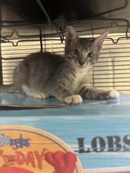 Shelter Stray Male Cat last seen Near 15th PL SW, Vero Beach, FL, 6230 77th St, Vero Beach, FL 32967, USA