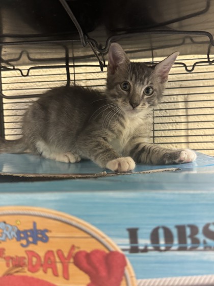 Shelter Stray Male Cat last seen Near 15th PL SW, Vero Beach, FL, 6230 77th St, Vero Beach, FL 32967, USA