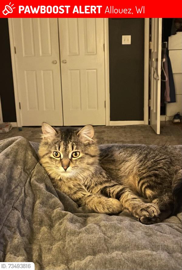 Lost Male Cat last seen DuCharme Lane and Warren Ct, Allouez, WI 54301