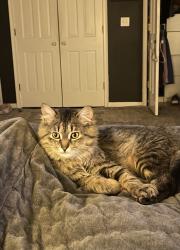 Lost Male Cat last seen DuCharme Lane and Warren Ct, Allouez, WI 54301