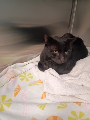 Shelter Stray Male Cat last seen Near Euqenia Pl NW, Atlanta, GA, 1251 Fulton Industrial Blvd NW, Atlanta, GA 30336, USA