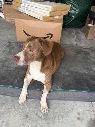 Reunited Female Dog last seen Bell Swamp Connection and Haw Creek Ave NE, Brunswick County, NC 28479