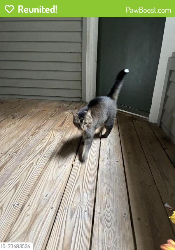 Reunited Female Cat last seen Westbrook Drive, Carrboro, NC 27510