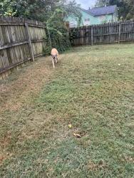 Found/Stray Female Dog last seen Near vineyard way, Smyrna, GA 30082