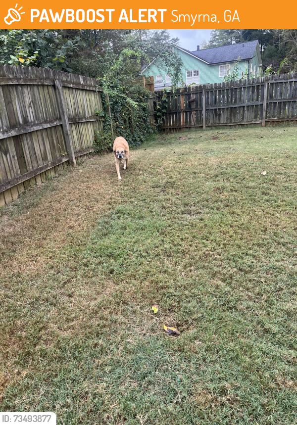 Found/Stray Female Dog last seen Near vineyard way, Smyrna, GA 30082