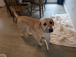 Reunited Male Dog last seen Michigan Ave and 20th, Cleveland, TN 37323