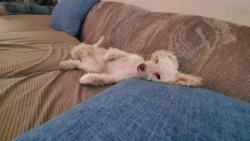 Lost Male Dog last seen Atlantic and Rosecrans on Compton, Compton, CA 90221