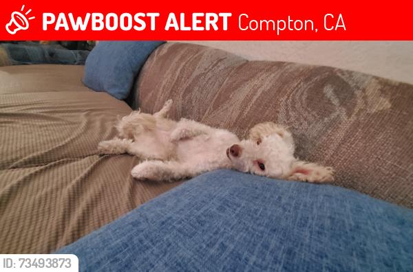Lost Male Dog last seen Atlantic and Rosecrans on Compton, Compton, CA 90221