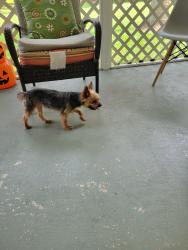 Found/Stray Female Dog last seen Orange Grove Boulevard, Palm Beach County, FL 33470