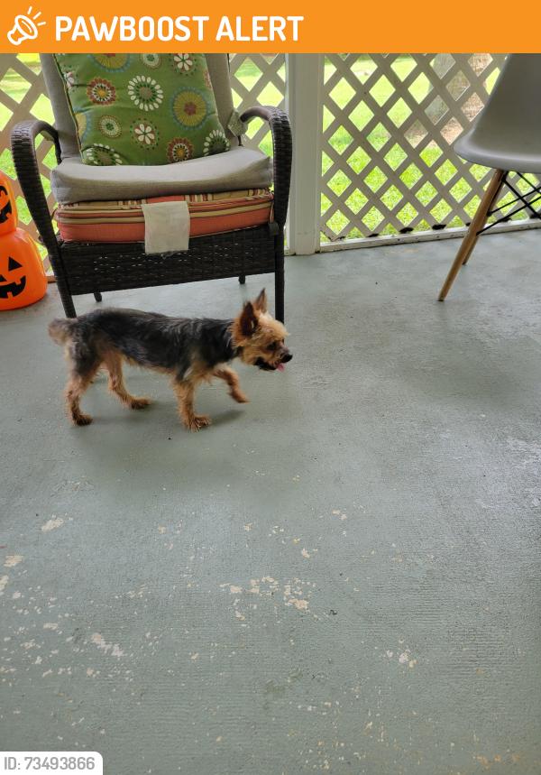 Found/Stray Female Dog last seen Orange Grove Boulevard, Palm Beach County, FL 33470