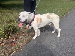 Reunited Male Dog last seen Near Beverly circle, Charlotte, NC 28270