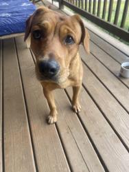 Found/Stray Male Dog last seen Sky island campground, Old Fort, NC 28762