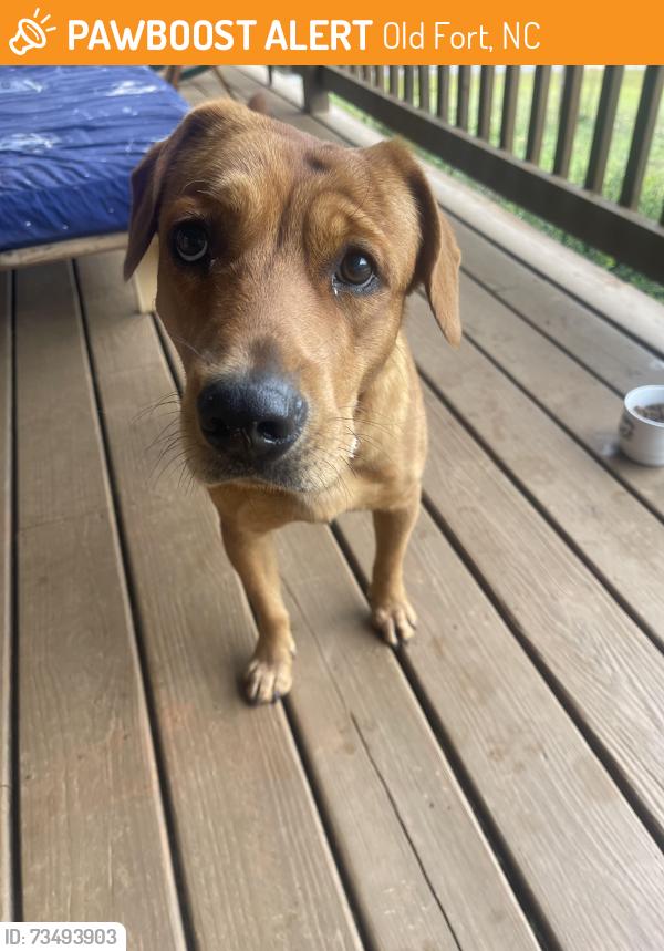 Found/Stray Male Dog last seen Sky island campground, Old Fort, NC 28762