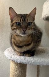 Reunited Female Cat last seen The Landing, Fayetteville, AR 72701