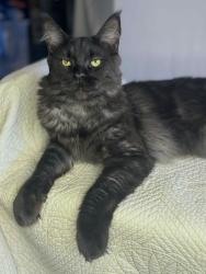 Reunited Male Cat last seen Vineyard Gate apmts, Roseville, CA 95747
