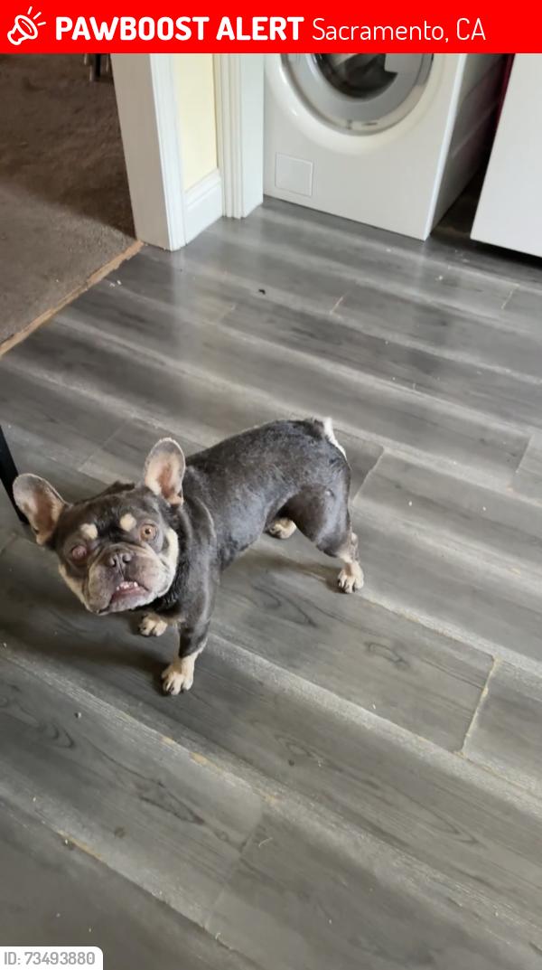 Lost Male Dog last seen Del paso blvd y el monte ave, Sacramento, CA 95815