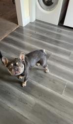 Lost Male Dog last seen Del paso blvd y el monte ave, Sacramento, CA 95815