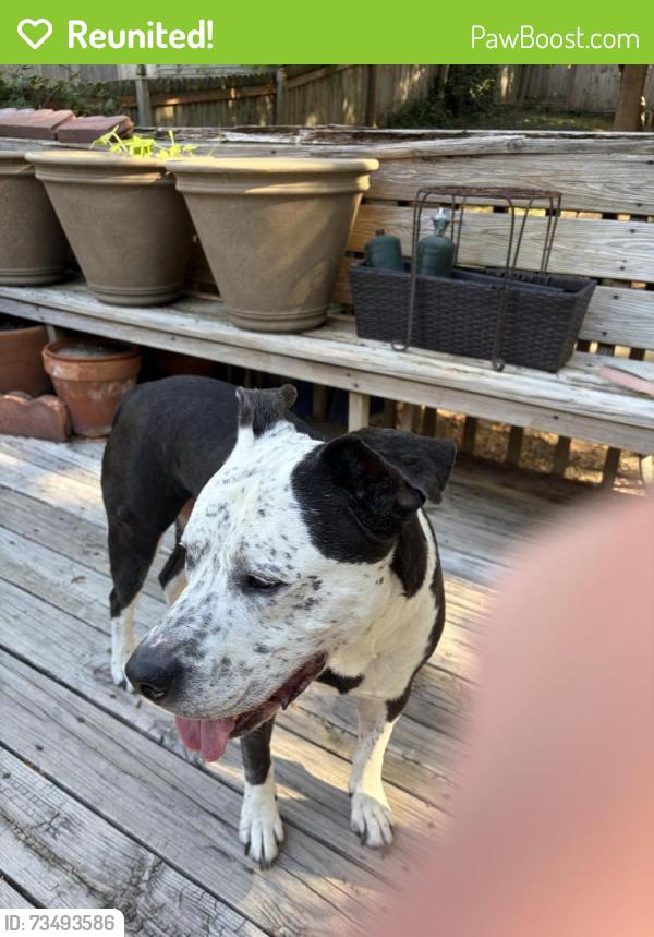 Reunited Male Dog last seen Quarry rd next to highway, Blue Springs, MO 64015