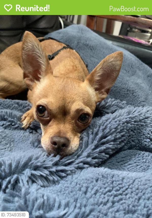 Reunited Female Dog last seen Stanton Park, Atlanta, GA 30317