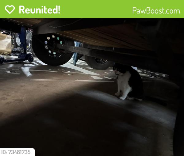 Reunited Female Cat last seen Coles Crossing Community Center/Park, Cypress, TX 77429