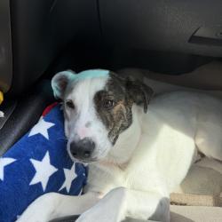 Reunited Male Dog last seen Near Wade St NE, Rome, GA 30161, USA, Rome, GA 30161