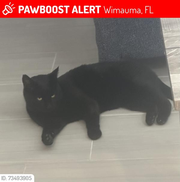 Lost Male Cat last seen Southshore Bay Subdivision, Wimauma, FL 33598