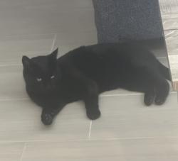 Lost Male Cat last seen Southshore Bay Subdivision, Wimauma, FL 33598