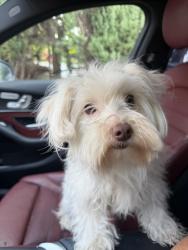 Found/Stray Female Dog last seen Paramount blvd and gardendale there is a auto zone in the corner, Downey, CA 90280