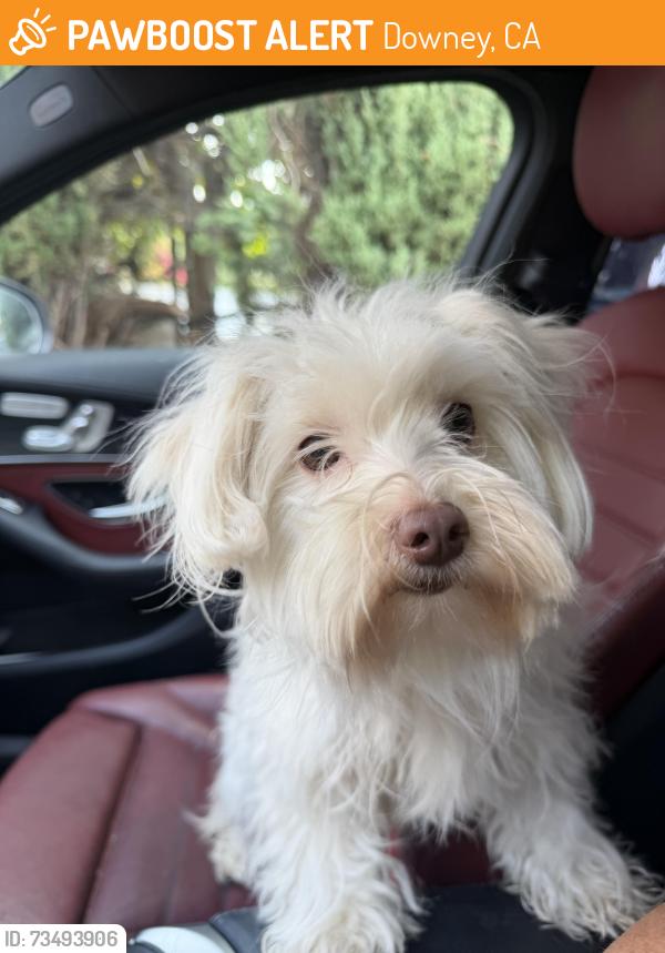 Found/Stray Female Dog last seen Paramount blvd and gardendale there is a auto zone in the corner, Downey, CA 90280