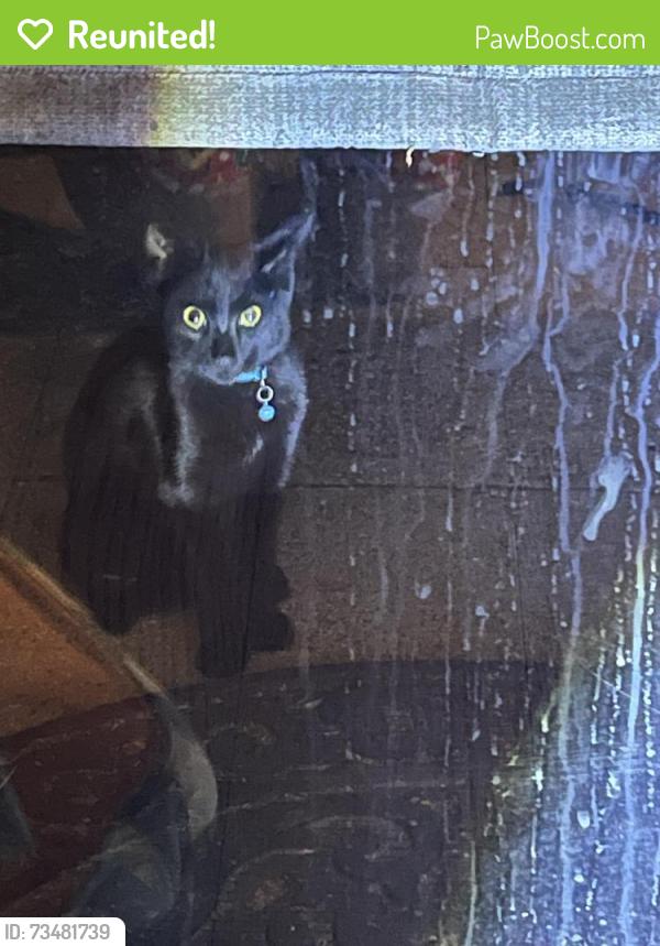 Reunited Male Cat last seen Cedar and Lambert, El Monte, CA 91732